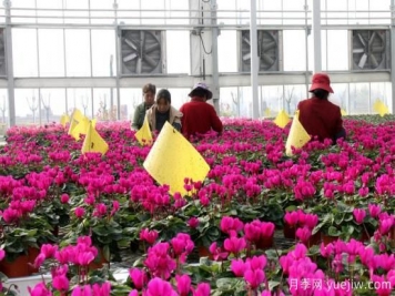 扬州高邮：每天发货30万株，花工厂绽放乡村振兴致富花