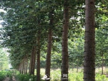河南周口：培育出不飞絮的杨树新品种
