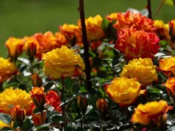 安阳市滑县森林公园月季花开放，赏花打卡正当时