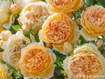 大花香水月季的养护方法，分享10种花香飘满屋