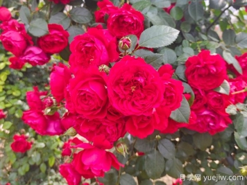 6款红色系的藤本月季品种，适合打造网红花墙