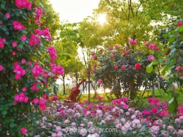 上海前滩休闲公园，月季花海盛景等你赏