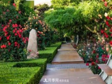 秦皇岛适合养月季花，市花和市树是什么