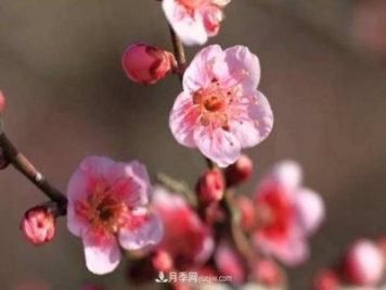 淮北市的市花是什么？月季花的花语寓意